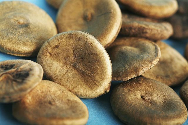 Hạt Mã tiền có tác dụng gì?